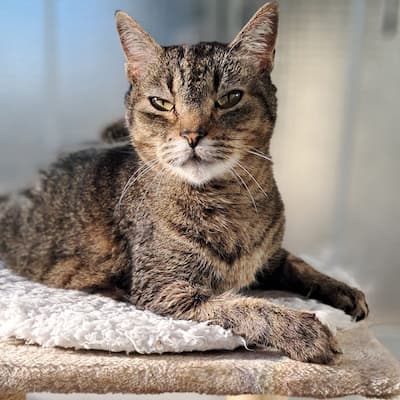 Amora — Gabi's cat