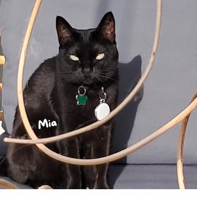 Pet care moment 4