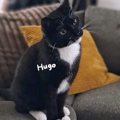 Pet care moment 7