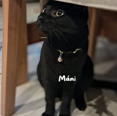 Pet care moment 9