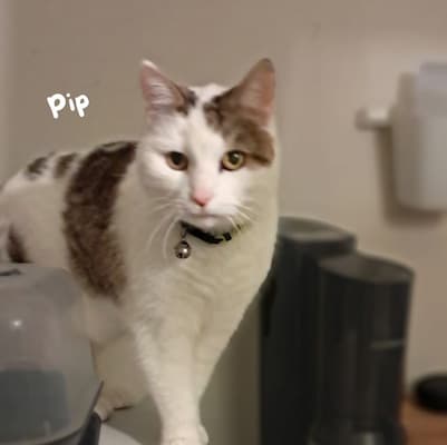 Pet care moment 10
