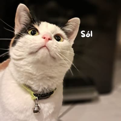 Pet care moment 11