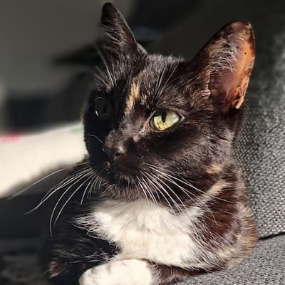 Panqueca — Gabi's cat