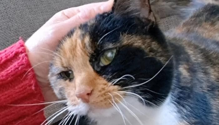 A happy cat during a home visit